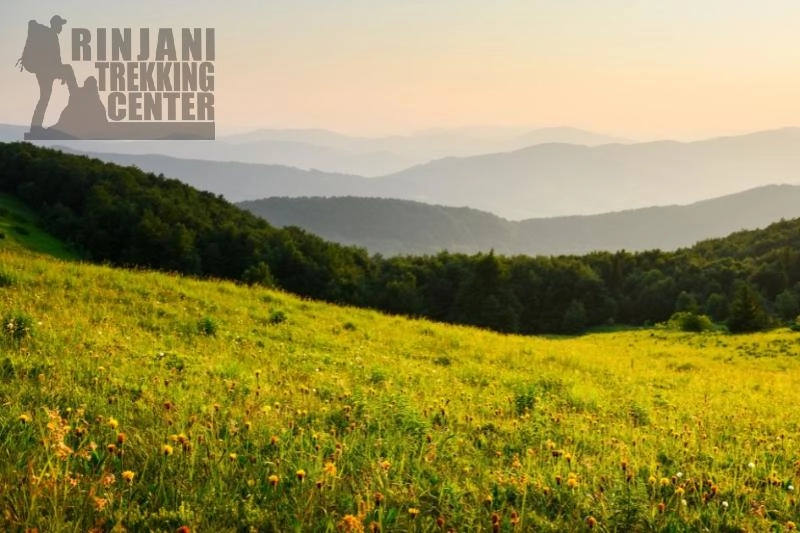 Flower Mountain Guide: Types and Rinjani’s Iconic Blooms