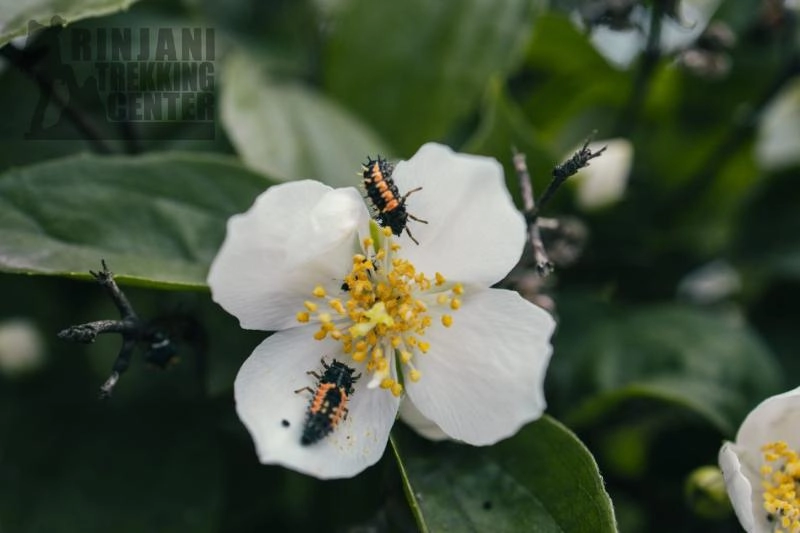 Flora and Fauna: Find Nature’s Hidden Beauty on Mount Rinjani