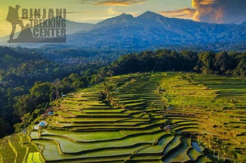 Teres Genit 水稻梯田 在塞纳鲁可以做的事情